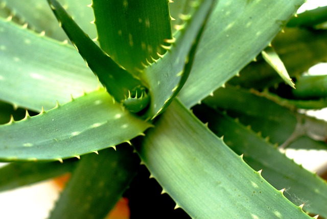 wie groß wird aloe vera Baumaloe, Aloe arborescens, groß – toskanagartenshop main image 1